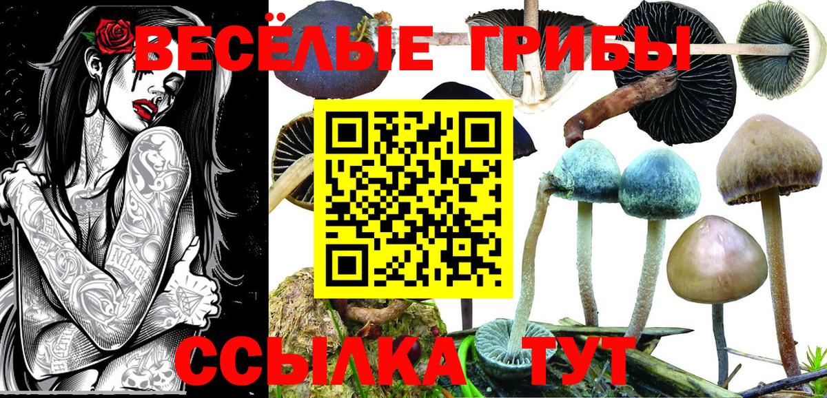 Псилоцибиновые грибы Psilocybe  Вход с VPN  Черкесск 